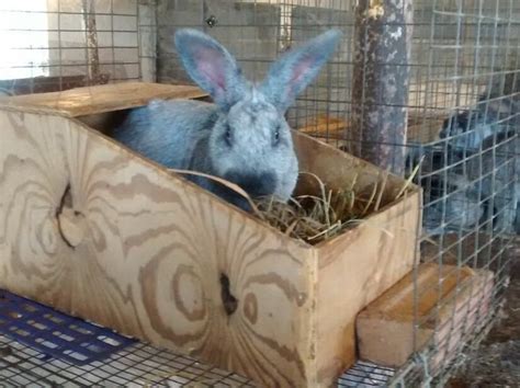 Nest Box Info Brick House Acres Rabbitry Rabbit Nesting Box Rabbit