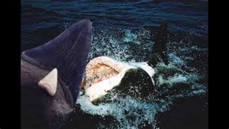 Worlds Largest Shark Ever Caught The Megalodon Proof And Evidence