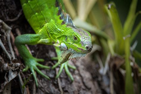 Green Iguana Sean Crane Photography