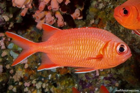 Myripristis Vittata Whitetip Soldierfish Reef Life Survey
