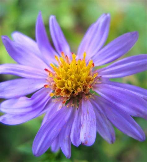 Light Purple Aster Flowers With Yellow Center 1 Comment Hi Res