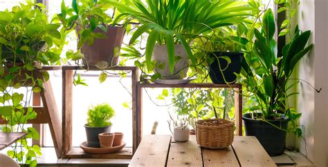 Cacti, bless their spiny cactus alley features examples of cacti and succulents from the arid regions of north and south when husband and i visited a commercial cactus grower out near tucson, i learned that in order to. Indoor Plants: A Growing Home Design Trend - design blog ...