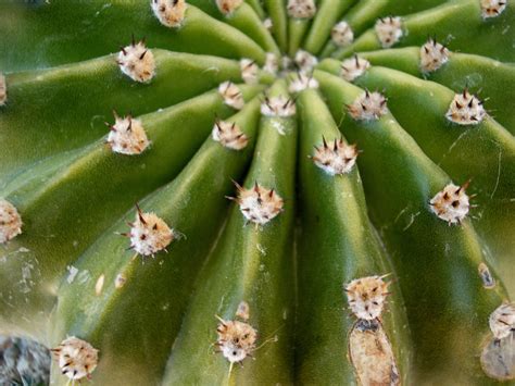 Hola, me registre en este foro con el unico proposito de conocer la especie de mi cactus, lo he comprado hace poco y estoy aprendiendo a cuidarlo. Echinopsis oxygona vs Echinopsis eyriesii