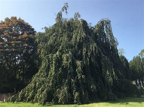 Tree Of The Month Weeping European Beech Shelter Island Friends Of Trees