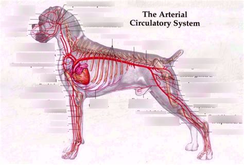 The Canine Arterial Circulatory System Diagram Quizlet