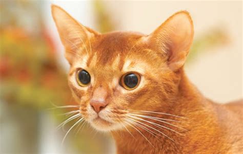 20 Fun Facts You Didnt Know About Abyssinian Cats