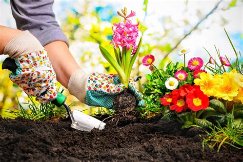 How Gardening Can Improve Your Health Healthy Living Growing Organic