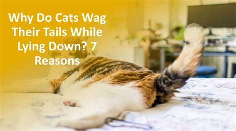 Why Do Cats Wag Their Tails While Lying Down 7 Reasons