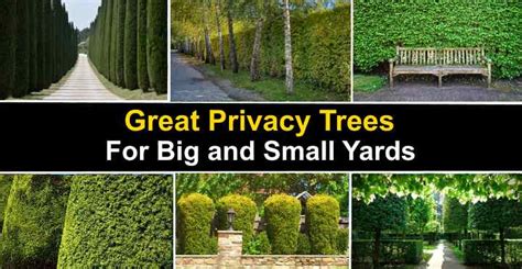The Best Privacy Trees Great Privacy Fence Trees With Pictures
