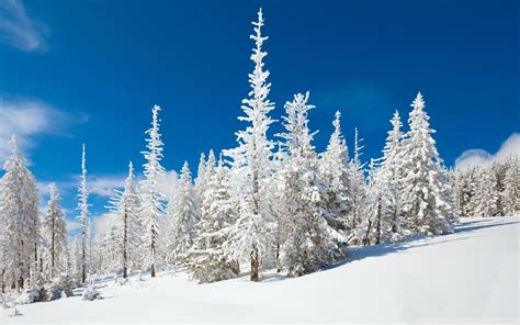 Beautiful Snowy Forest Wallpaper Nature And Landscape Wallpaper Better