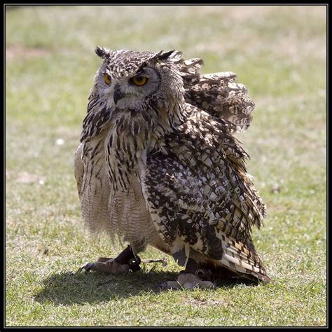 Bengal Eagle Owl Bubo Bengalensis Beautiful Owl Owl Eagle