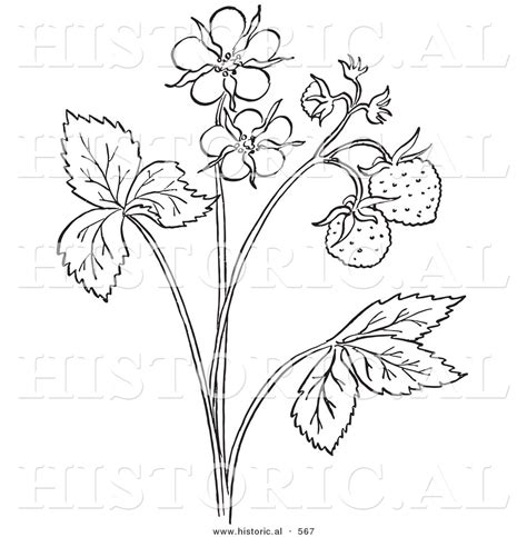 Strawberry Plant Coloring Page At Getdrawings Free Download