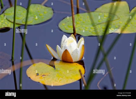 Wild Lotus Flowers Growing In Lagoon Stock Photo Alamy