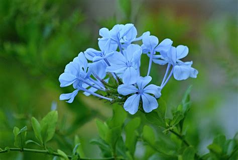 Delicate Blue Flowers By Svitakovaeva On Deviantart