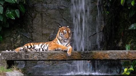 The Tiger Lies On The Rock Near The Waterfall Thailand Stock Footage