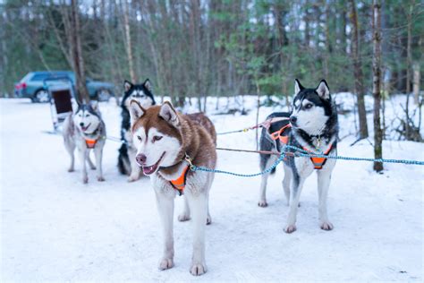 Types Of Huskies All At One Place
