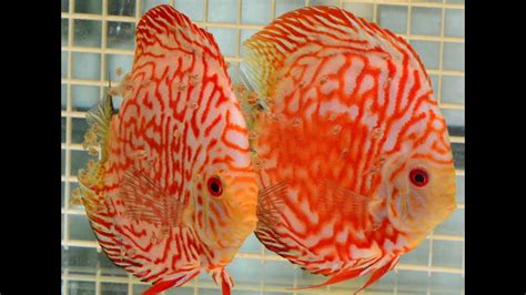 Red Map Discus Breeding Pair Youtube