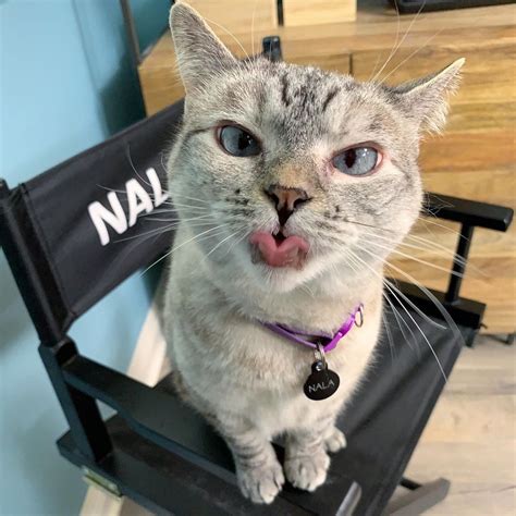 Nala Cat On Instagram Can You Roll Your Tongue Like Me Cute