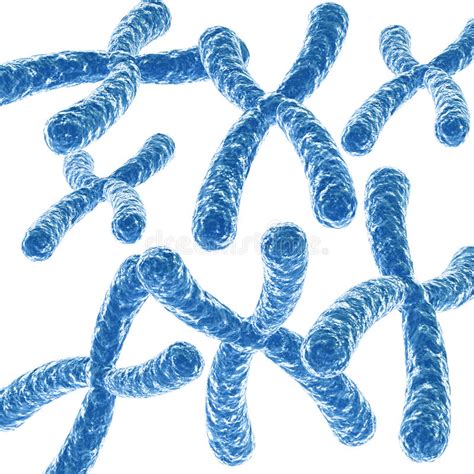 Chromosom stock abbildung. Illustration von abschluß - 50795723