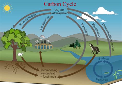 Carbon Cycle Diagram Diagram Quizlet