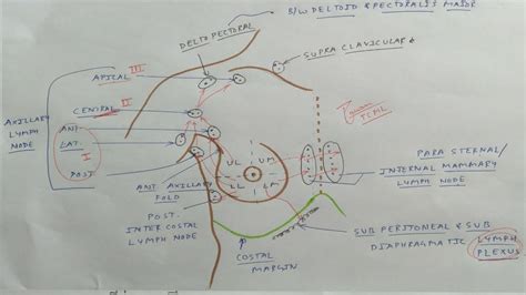 Mammary Gland Anatomy 9 Lymphatic Drainage Axillary Lymph Nodes