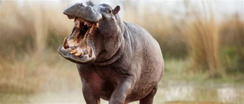 Top Eight Most Aggressive Animals In The World Az Animals
