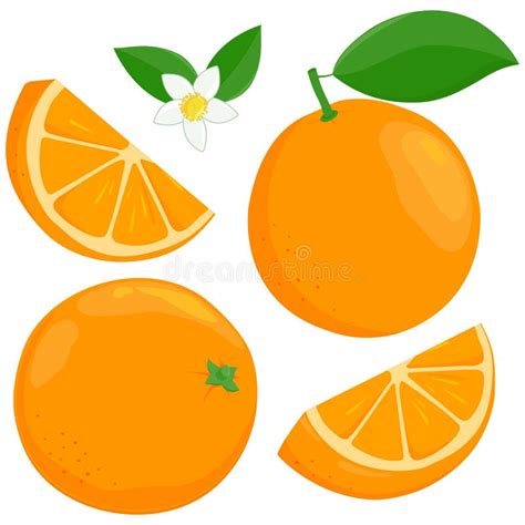 Whole And Sliced Orange Fruit Orange Flowers And Leaves Vector