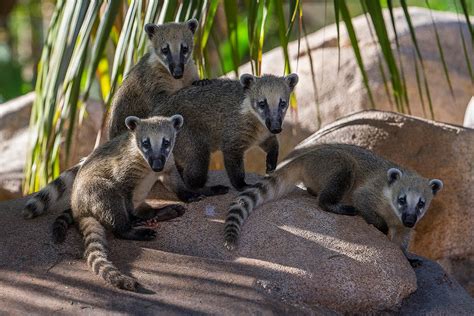 Cute Coati Siblings Explore New Habitat Youtube