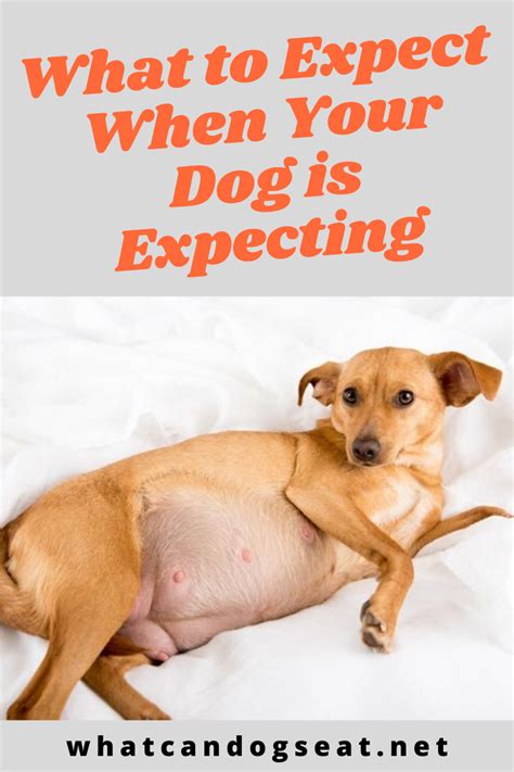 What To Expect When Your Dog Is Expecting Pregnant Dog Newborn Puppy