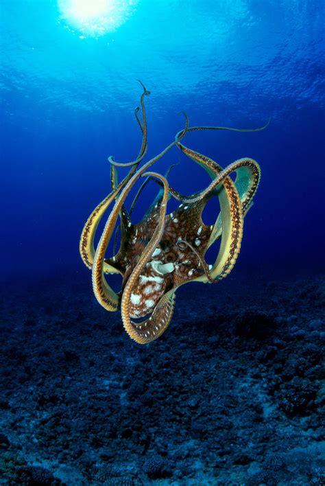 Hawaii Day Octopus By Dave Fleetham Printscapes Hawaii Day