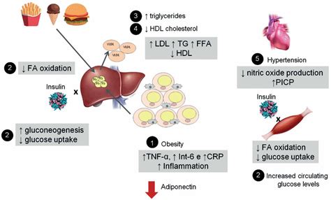 Adiponectin Function Adiponectin Levels And How To Increase Adiponectin