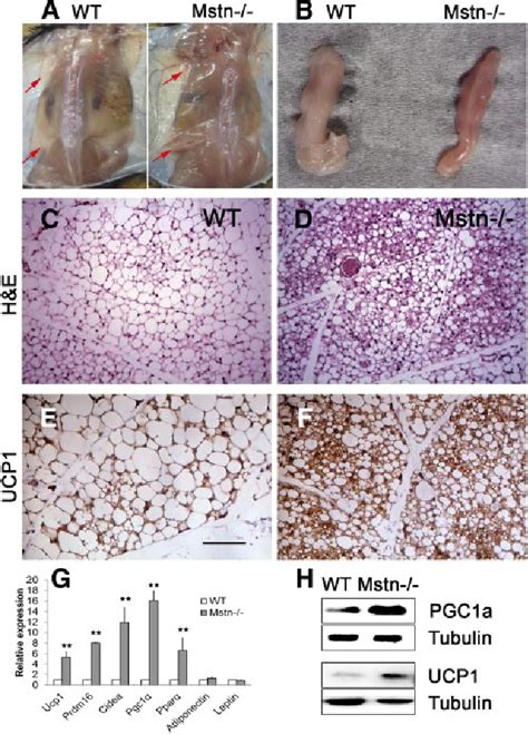 Figure 1 From Myostatin Knockout Drives Browning Of White Adipose