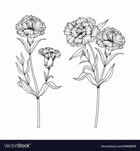 A beautiful flower always makes us smile. Carnation flower drawing Royalty Free Vector Image
