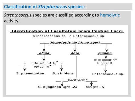 Ppt Pyogenic Cocci The Grams Positive Cocci 1 Staphylococci 2