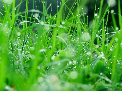 Free Photo Wet Grass Abstract Spring Meadow Free Download Jooinn