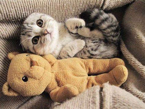 Kitten With A Teddy Bear Kittens Cutest Cats And Kittens Scottish