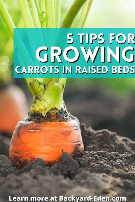 5 Tips For Growing Carrots In Raised Beds Backyard Eden Growing