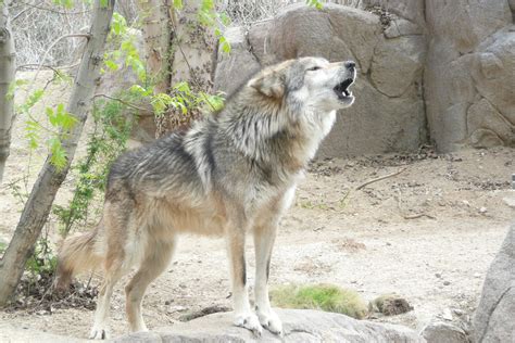 Agitated Mexican Wolf Mexican Wolf Old Friends Dogs