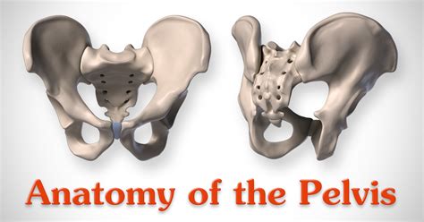 Psis Anatomy Pelvis Anatomy Recon Orthobullets Do You Know How