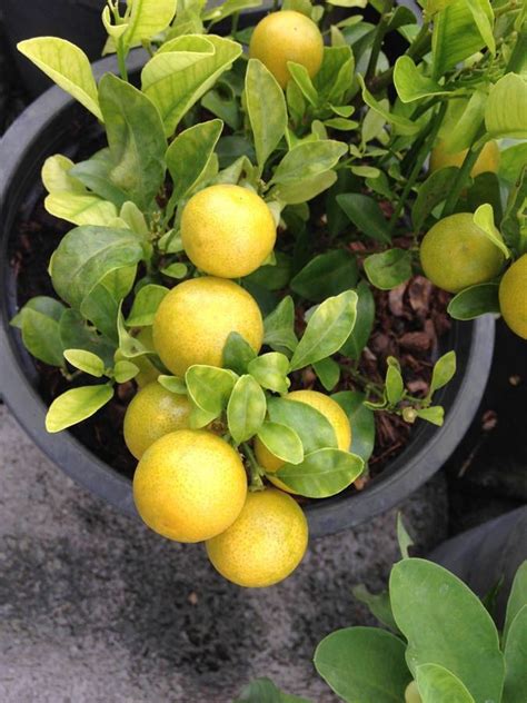 How To Grow Spectacular Lemon Trees In Containers Growing Lemon Trees