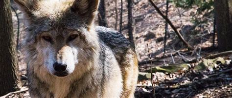 Mexican Wolf Population Reaches All Time High The Wildlife Society
