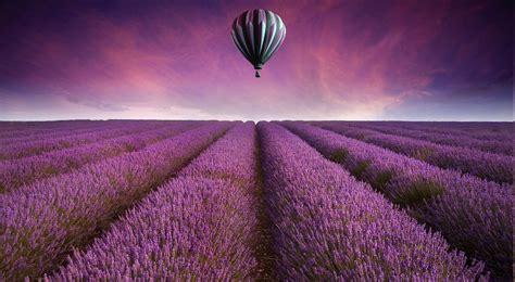 Hot Air Balloons Field Lavender Purple Flowers