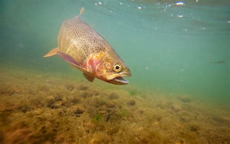 What Do Trout Eat Into Fly Fishing