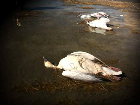 10000 Snow Geese Die In Butte Possibly The Largest Die Off In History