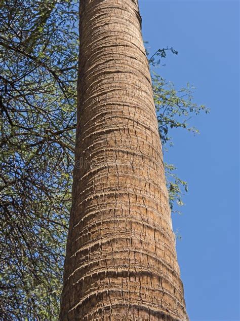 Closeup Of Vertical Date Palm Tree Trunk Stock Photo Image Of Rural
