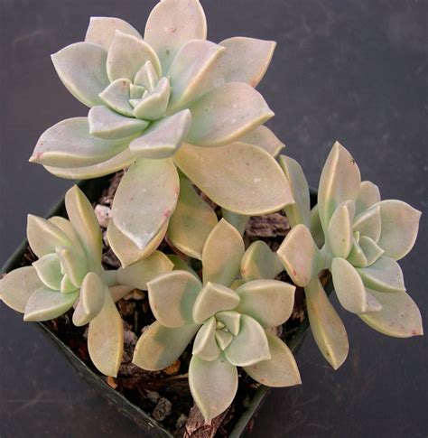 Graptopetalum Paraguayense Th Suculentas