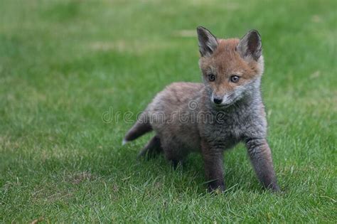 Fox Cub Exploring Stock Image Image Of Grass Wild 220861261