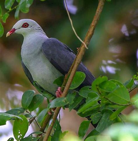 Andaman Wood Pigeon Birds Of India Bird World