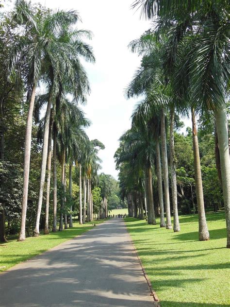 It slowly grows up to 10 ft tall developing a lush crown of shiny dark green leaves with sharp spines along the. Peradeniya palms canopy - DISCUSSING PALM TREES WORLDWIDE ...