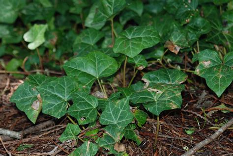 English Ivy Invasive Species Council Of British Columbia